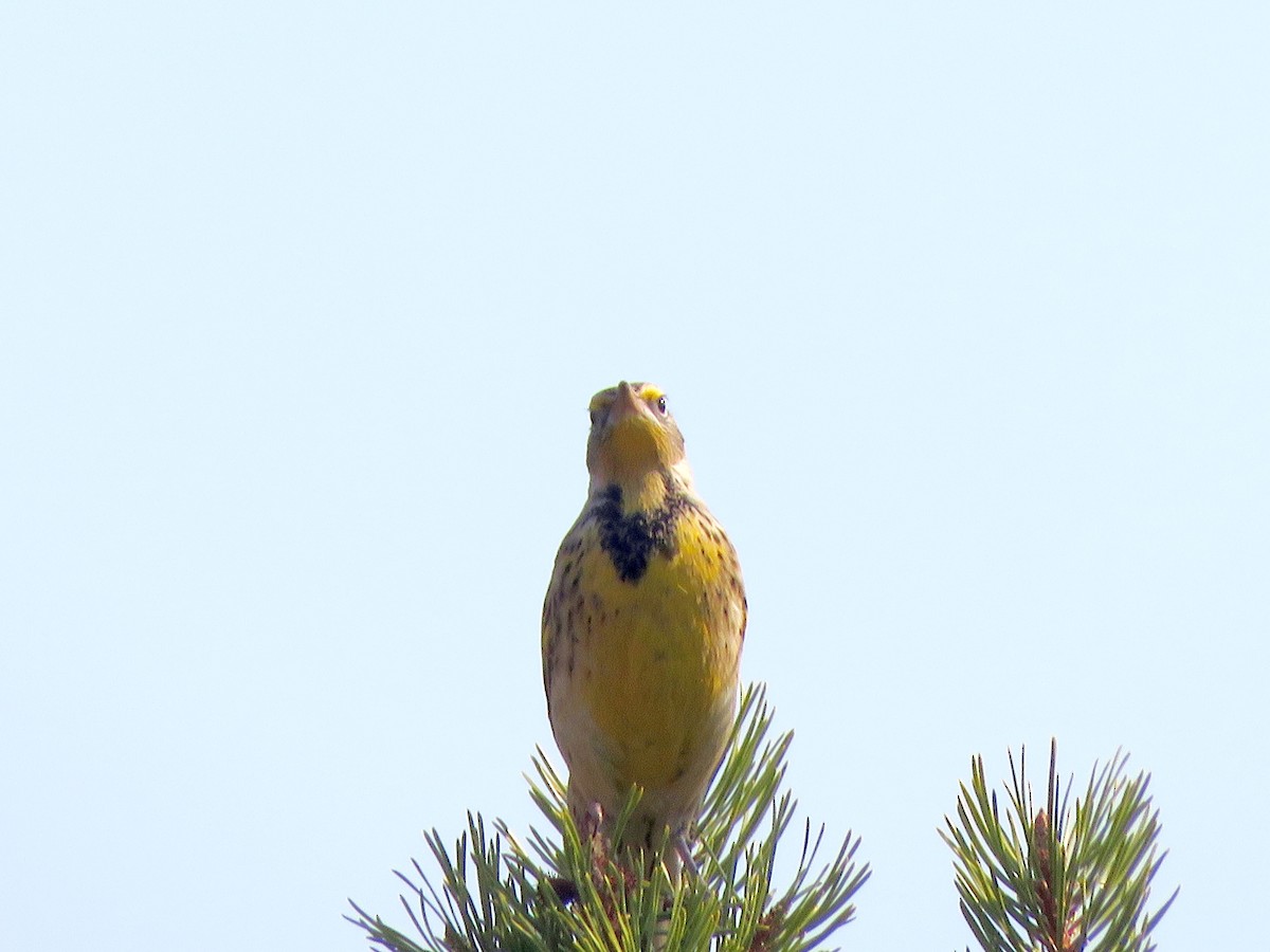 Western Meadowlark - ML271554931