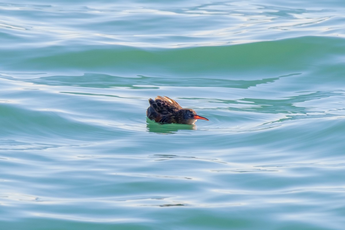 Virginia Rail - ML271557101