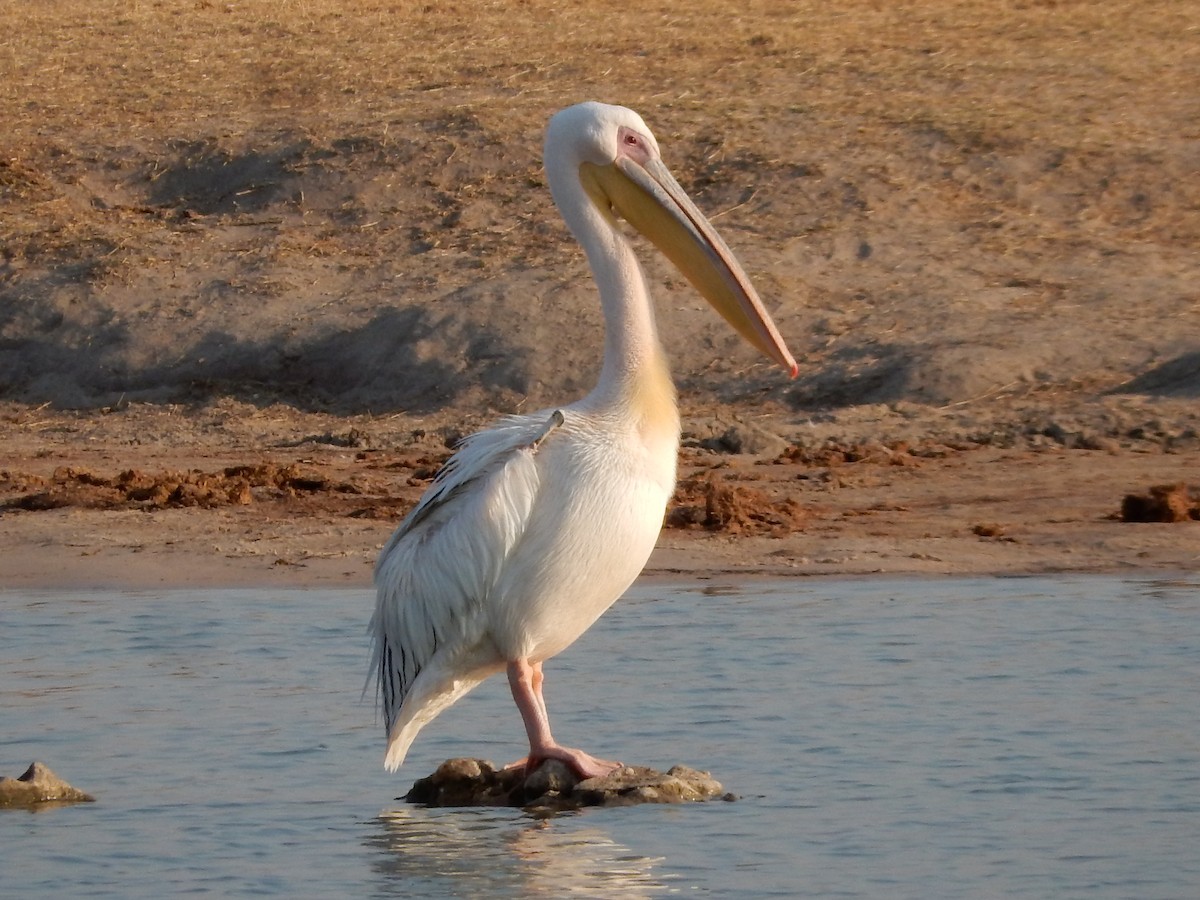 Great White Pelican - Russell Clark
