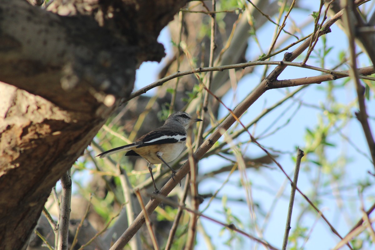 White-banded Mockingbird - Ivan Ebrecht