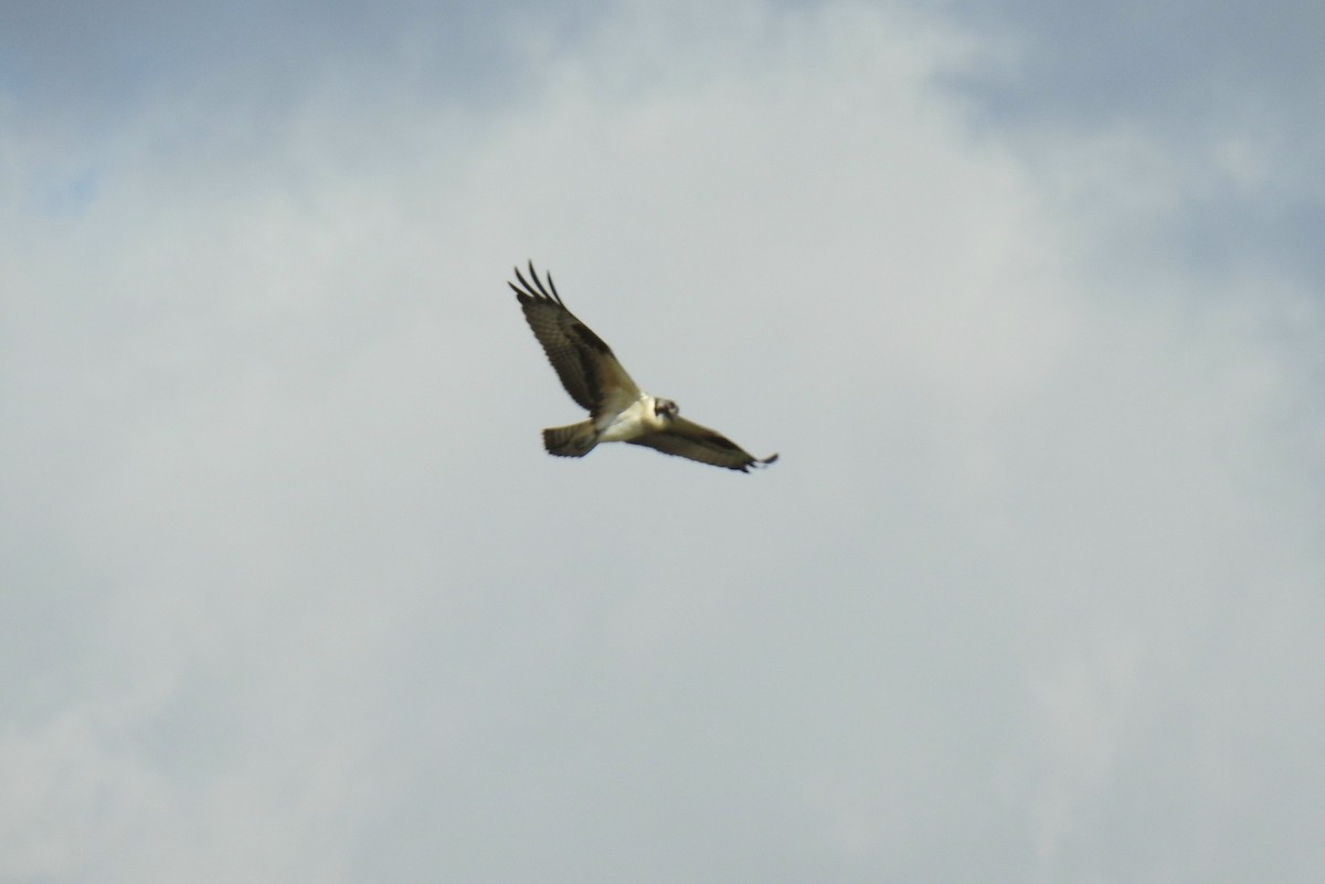 Osprey - ML271560971