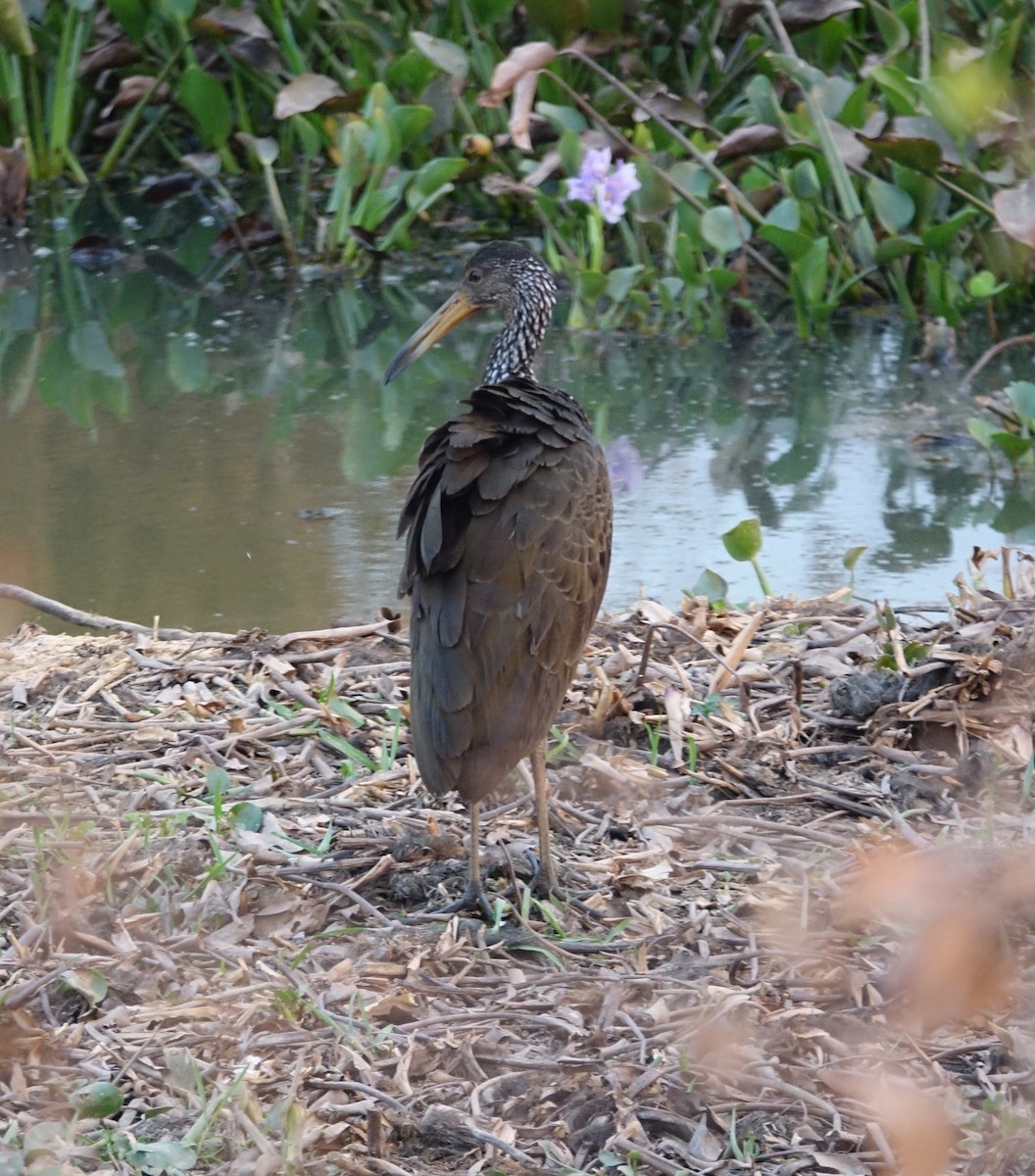 Limpkin - Paul Bartlett