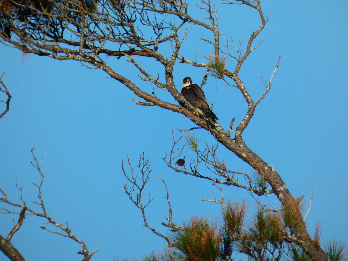 Peregrine Falcon - ML271561851