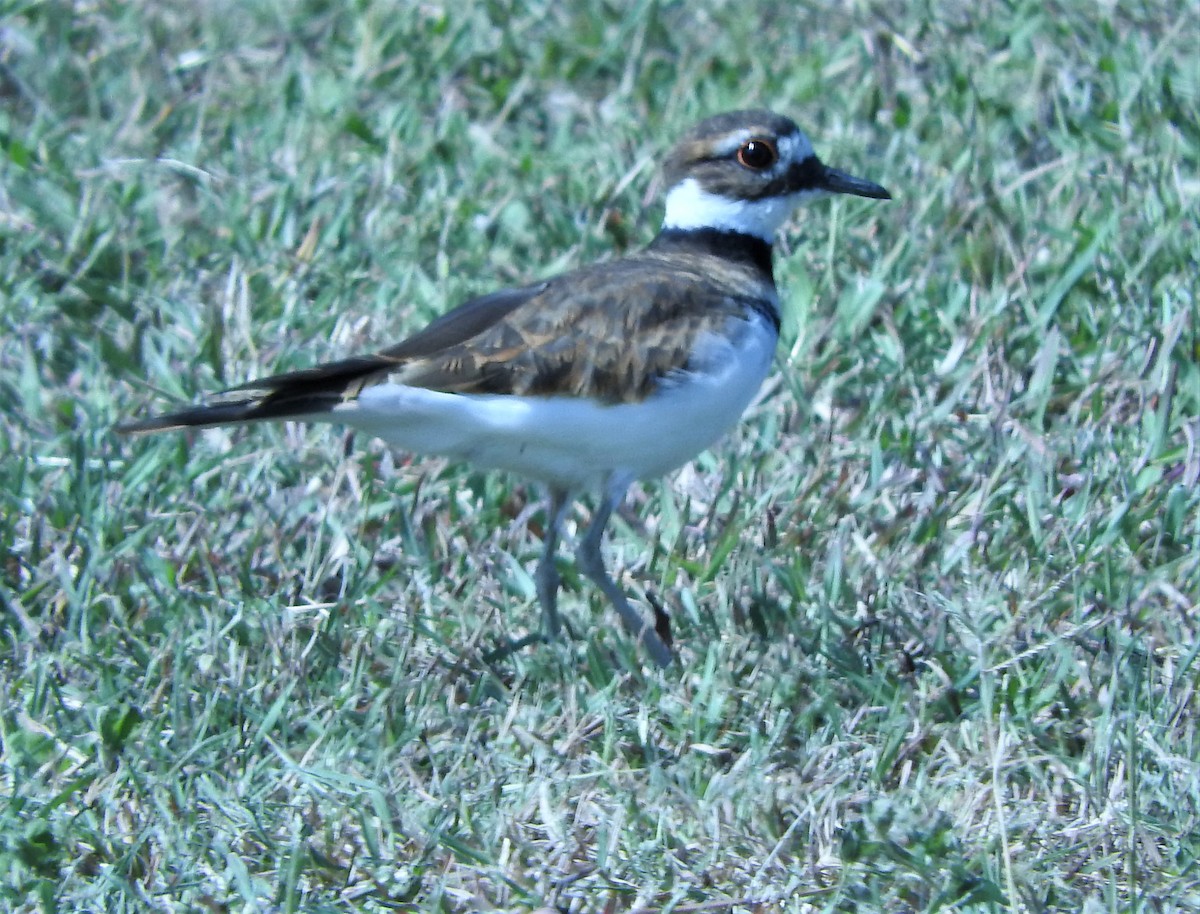 Killdeer - ML271561971