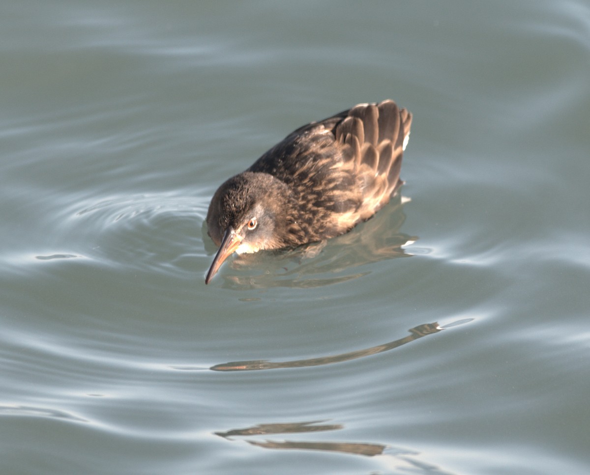 Virginia Rail (Virginia) - ML271562291