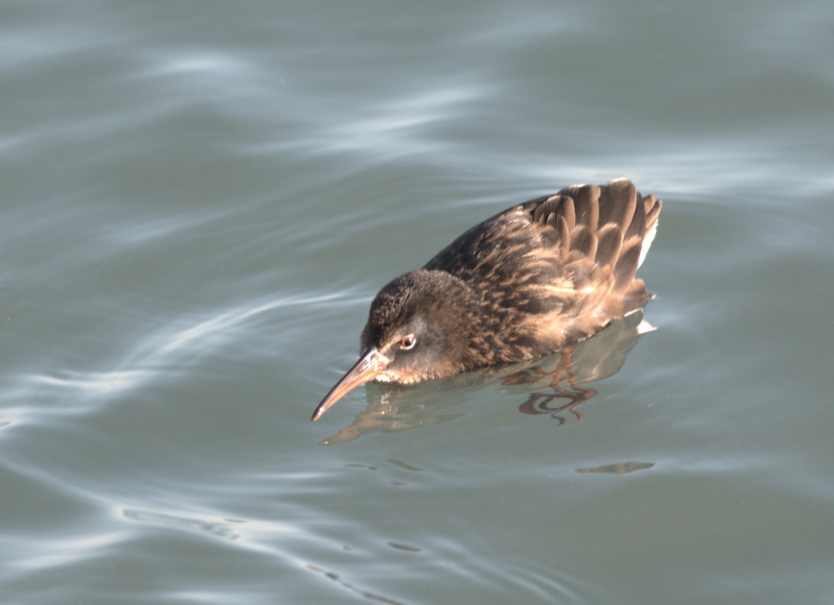 Virginia Rail (Virginia) - ML271562361