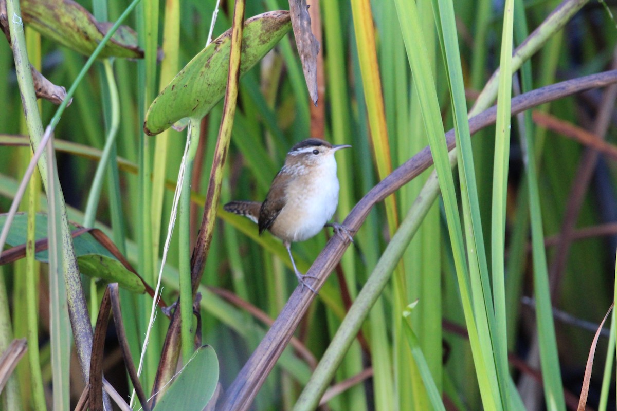 Marsh Wren - ML271563091