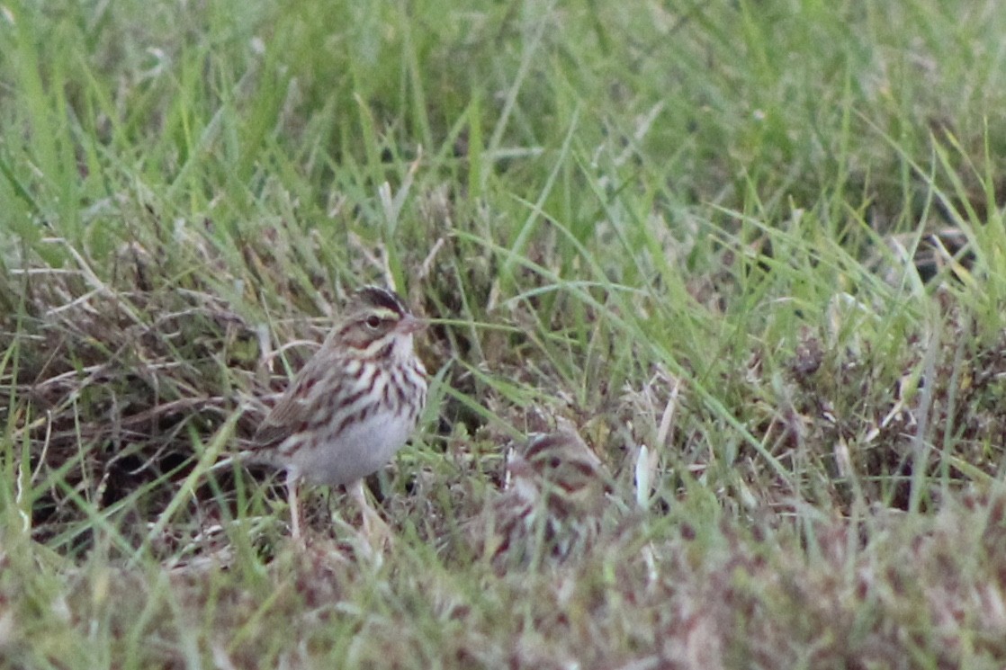Savannah Sparrow (Savannah) - ML271564261