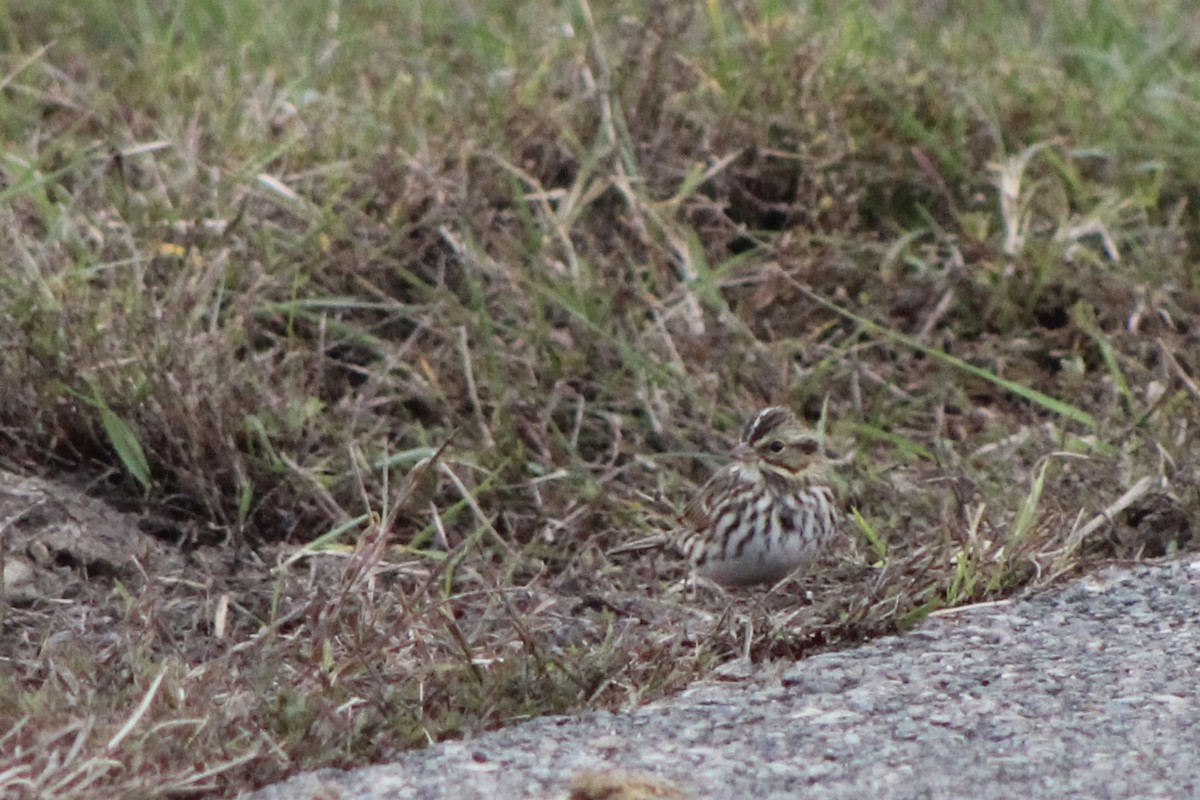 Savannah Sparrow (Savannah) - ML271564281