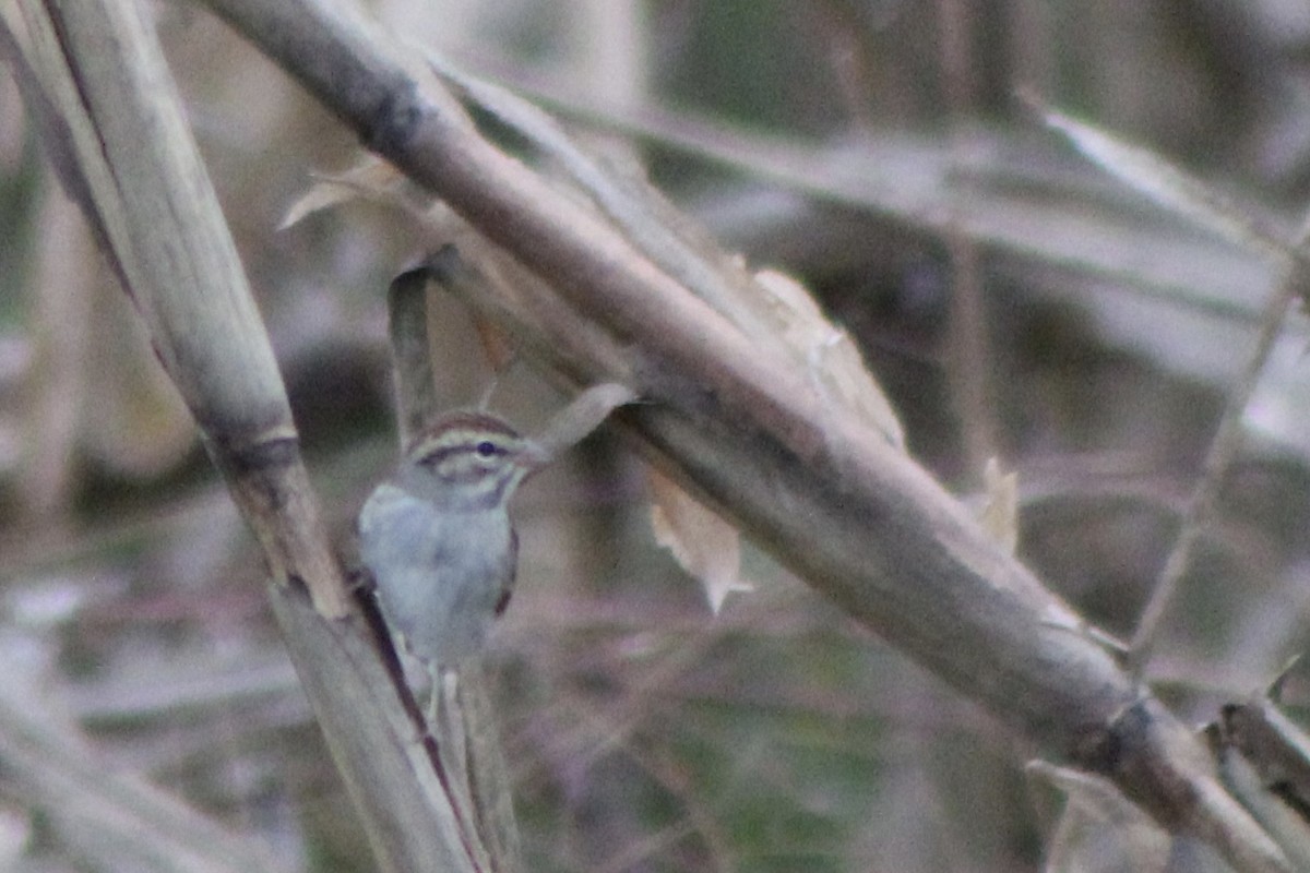 Chipping Sparrow - ML271564331