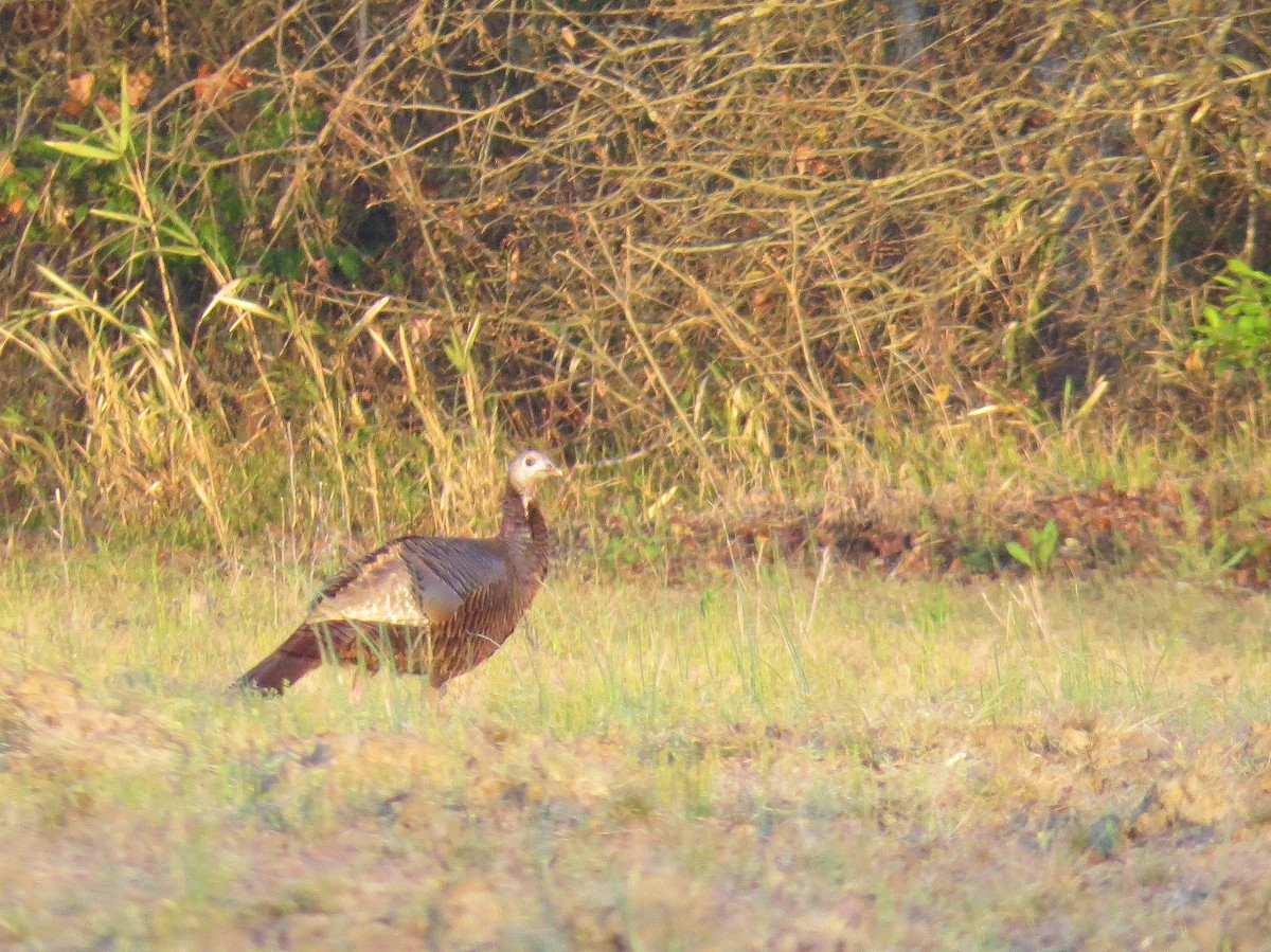 Wild Turkey - ML27156441