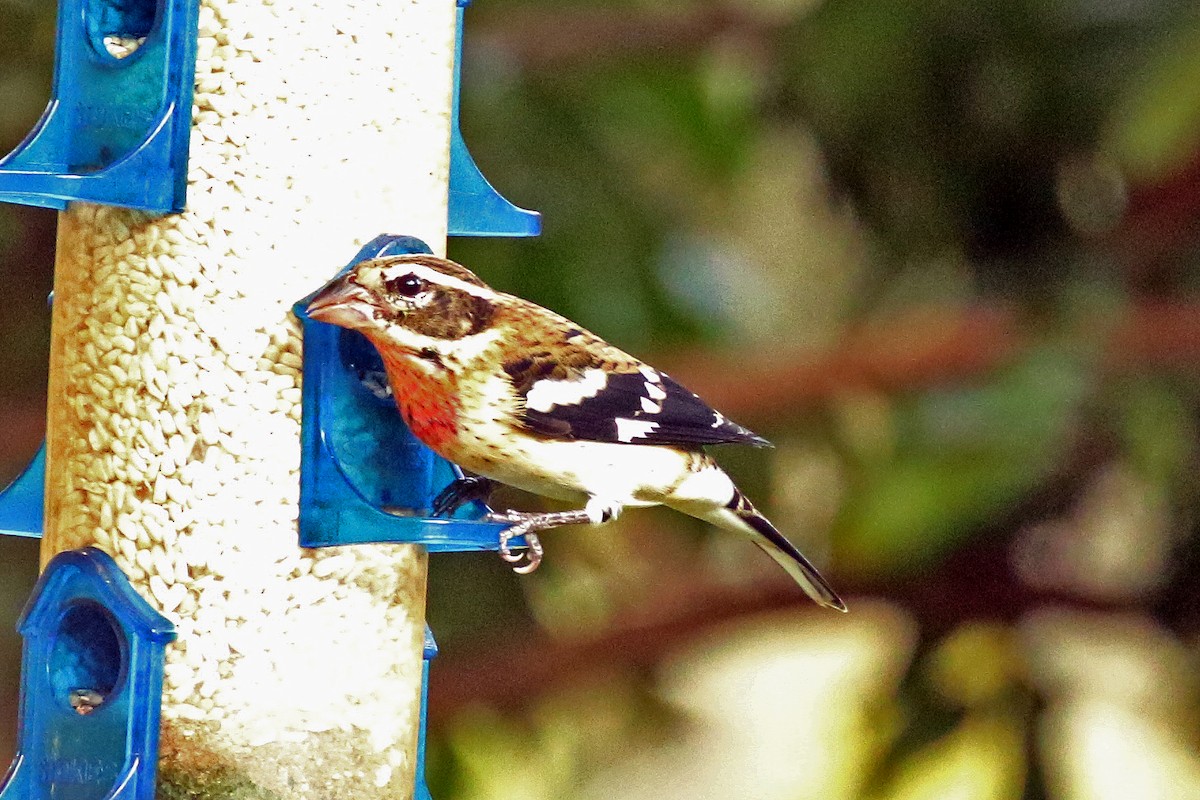 Rose-breasted Grosbeak - ML271566571