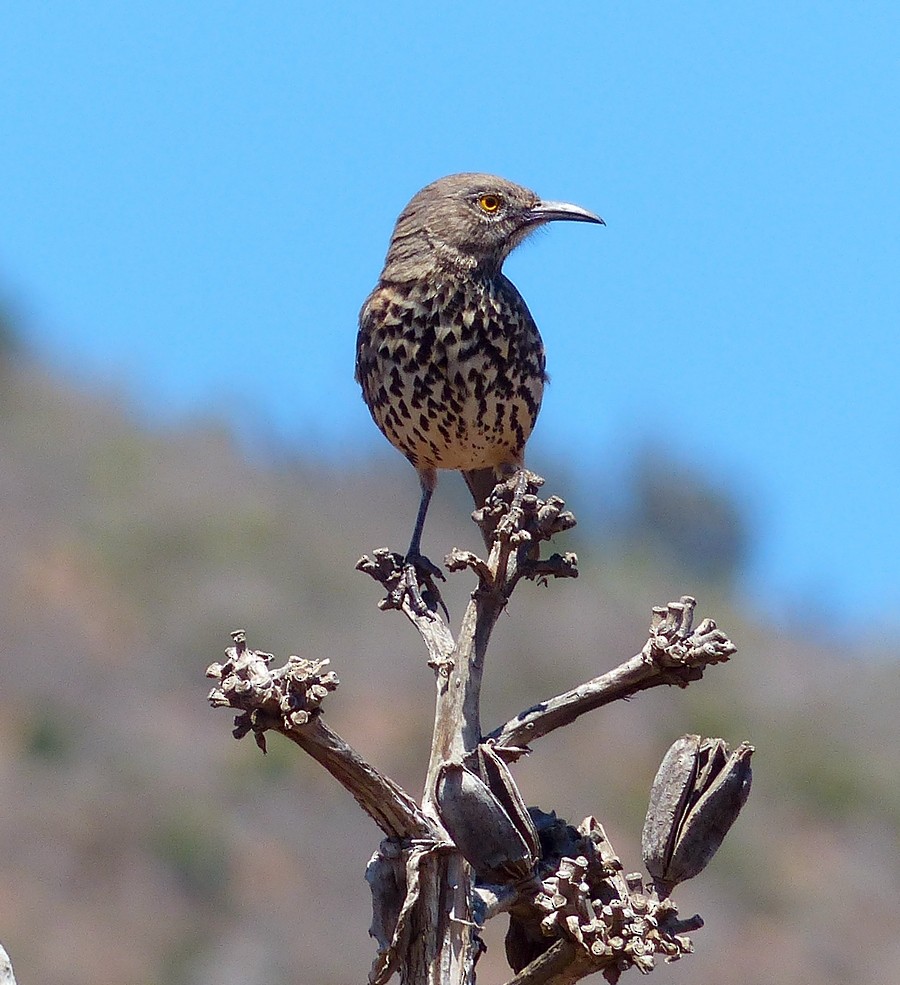 Gray Thrasher - ML27156951