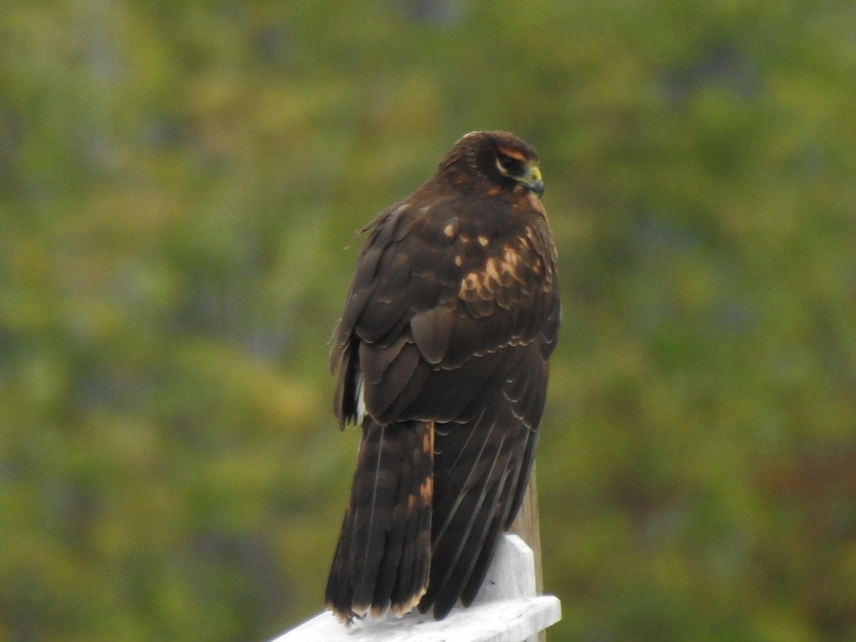 Northern Harrier - Jim Walton