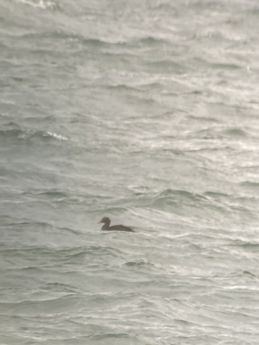 Common Eider - ML271570611