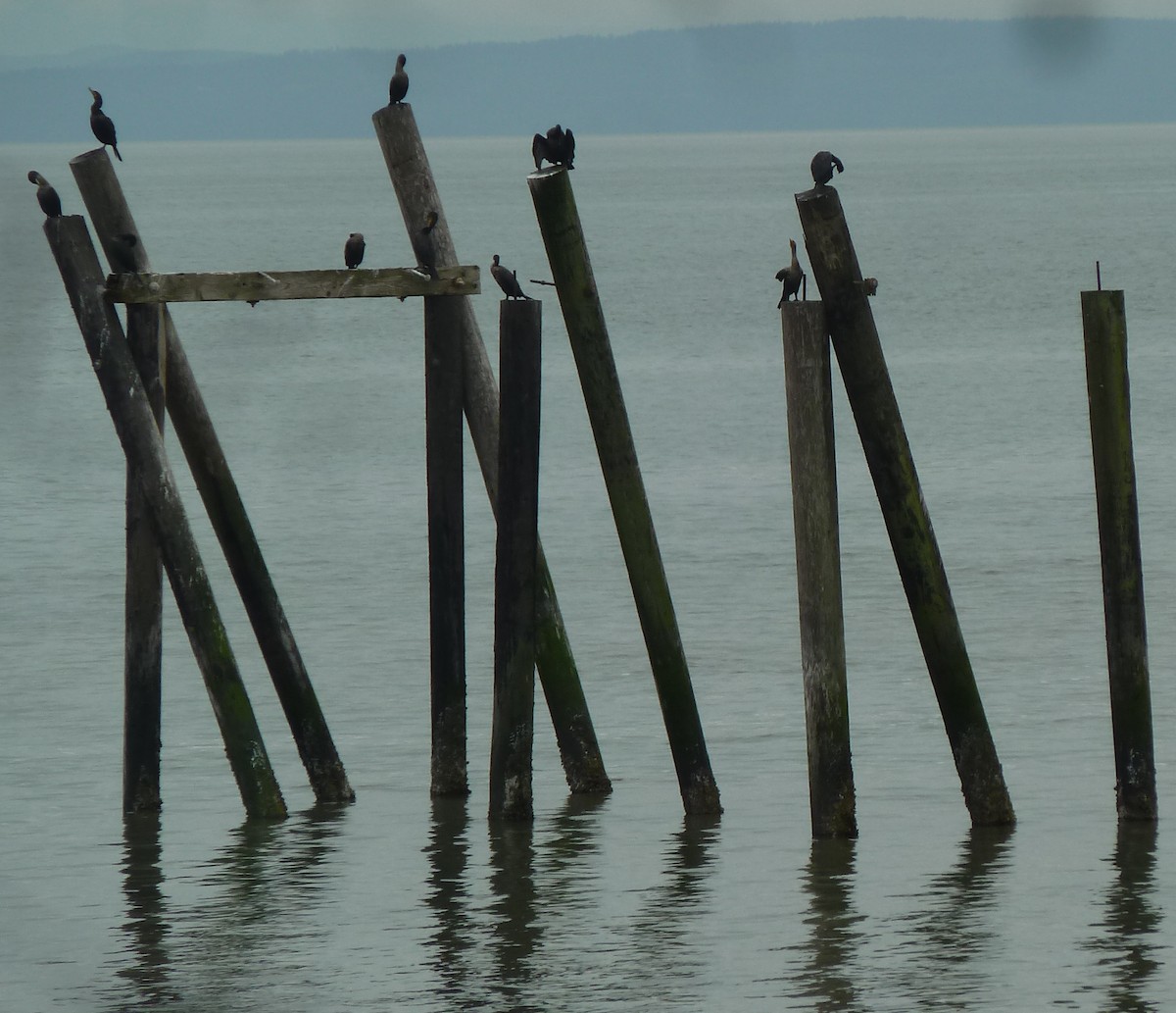 Double-crested Cormorant - ML271571351