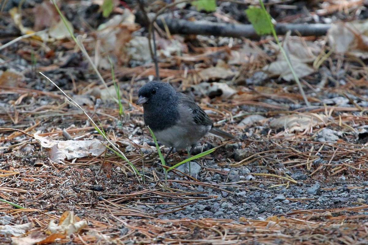 ユキヒメドリ - ML271572531