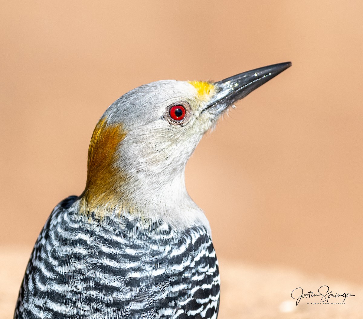 Golden-fronted Woodpecker - ML271573261