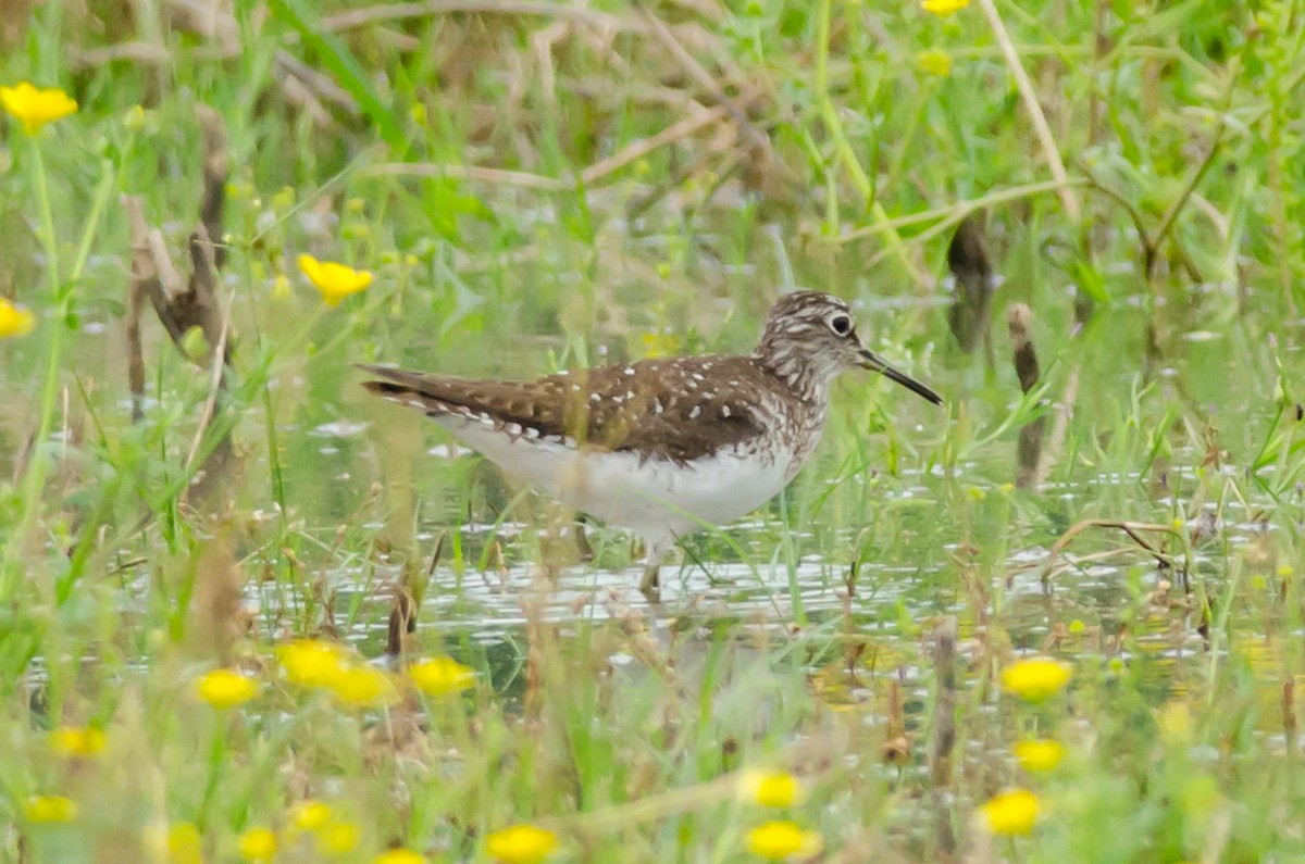 Solitary Sandpiper - ML27157341