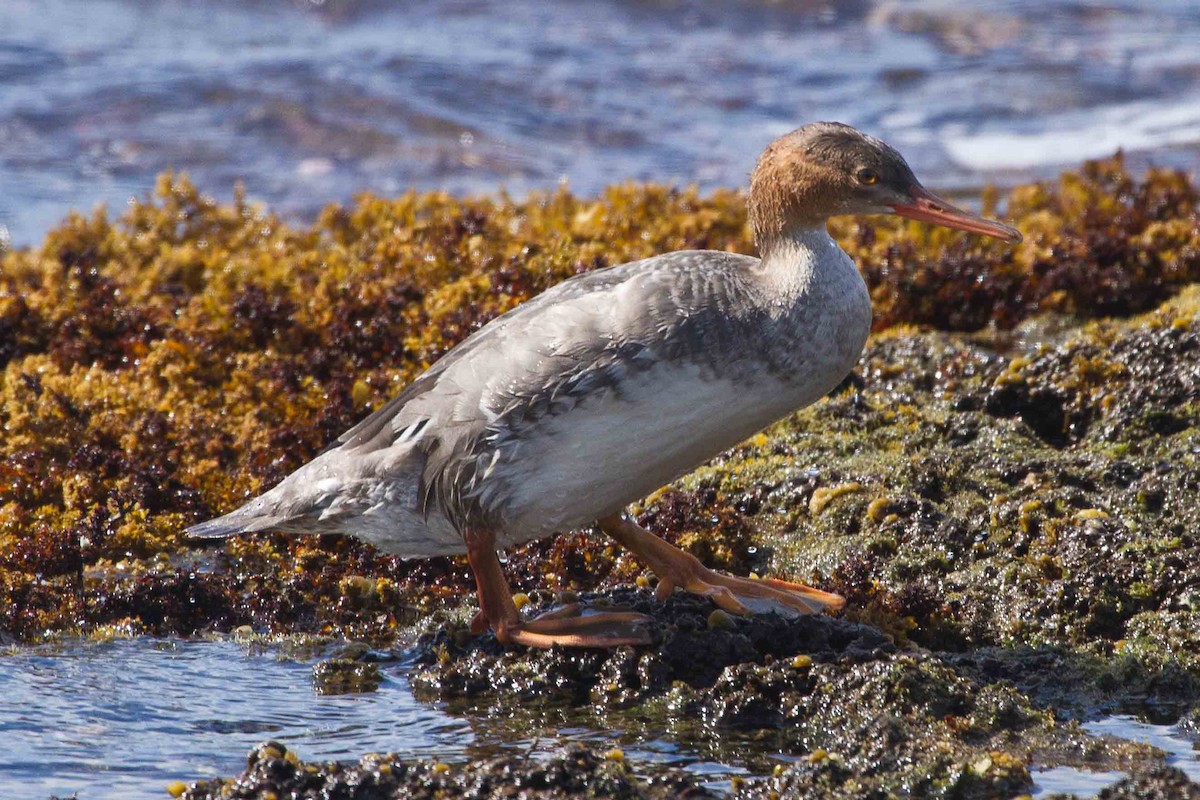 Red-breasted Merganser - ML27157351