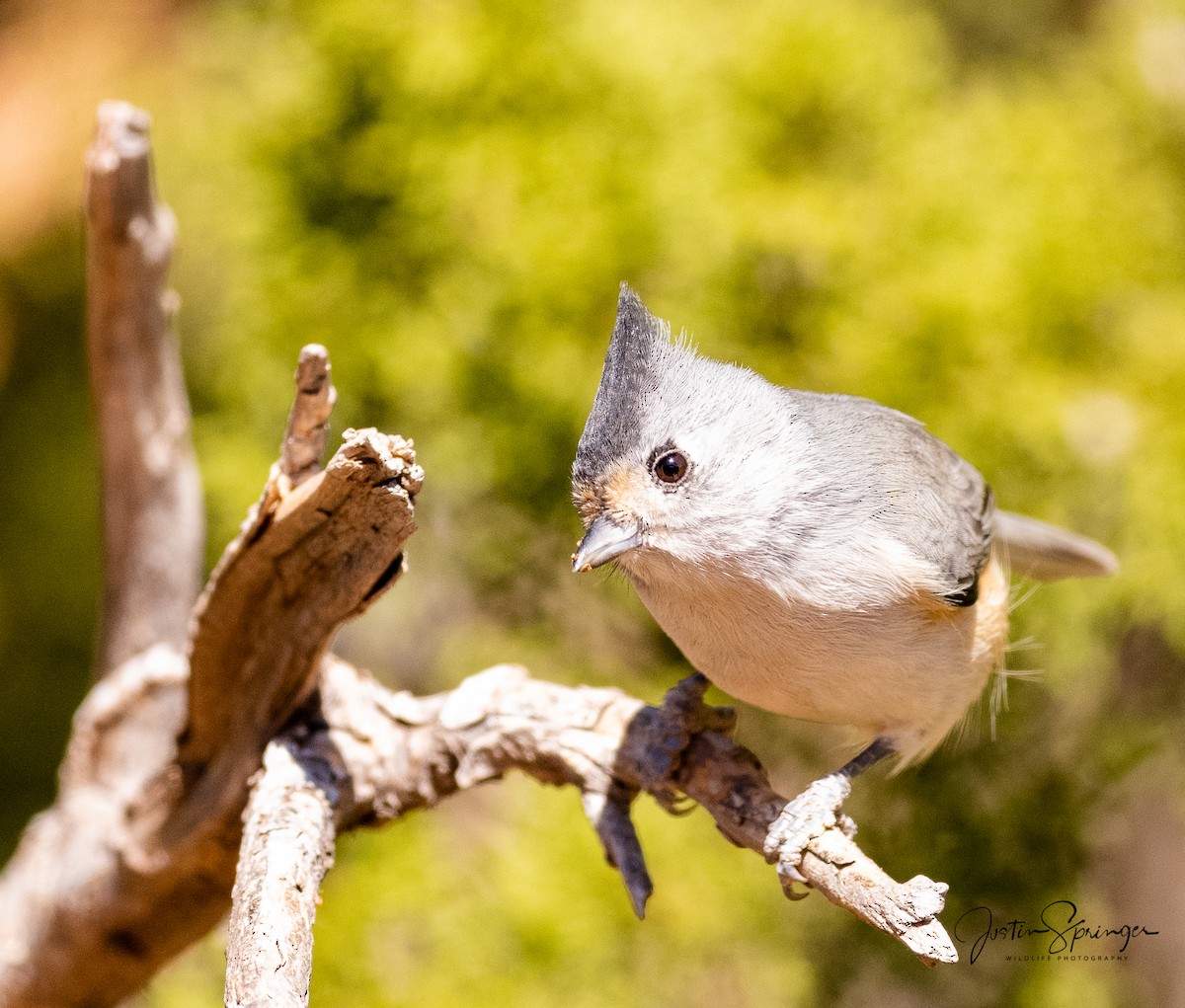 Black-crested Titmouse - ML271573591