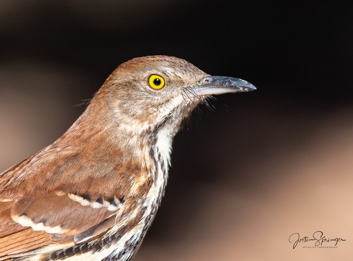 Brown Thrasher - ML271573621