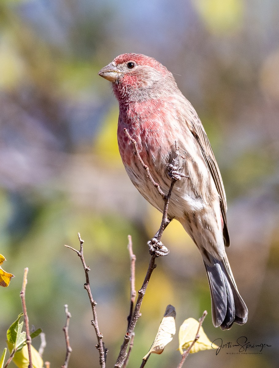 House Finch - ML271573741