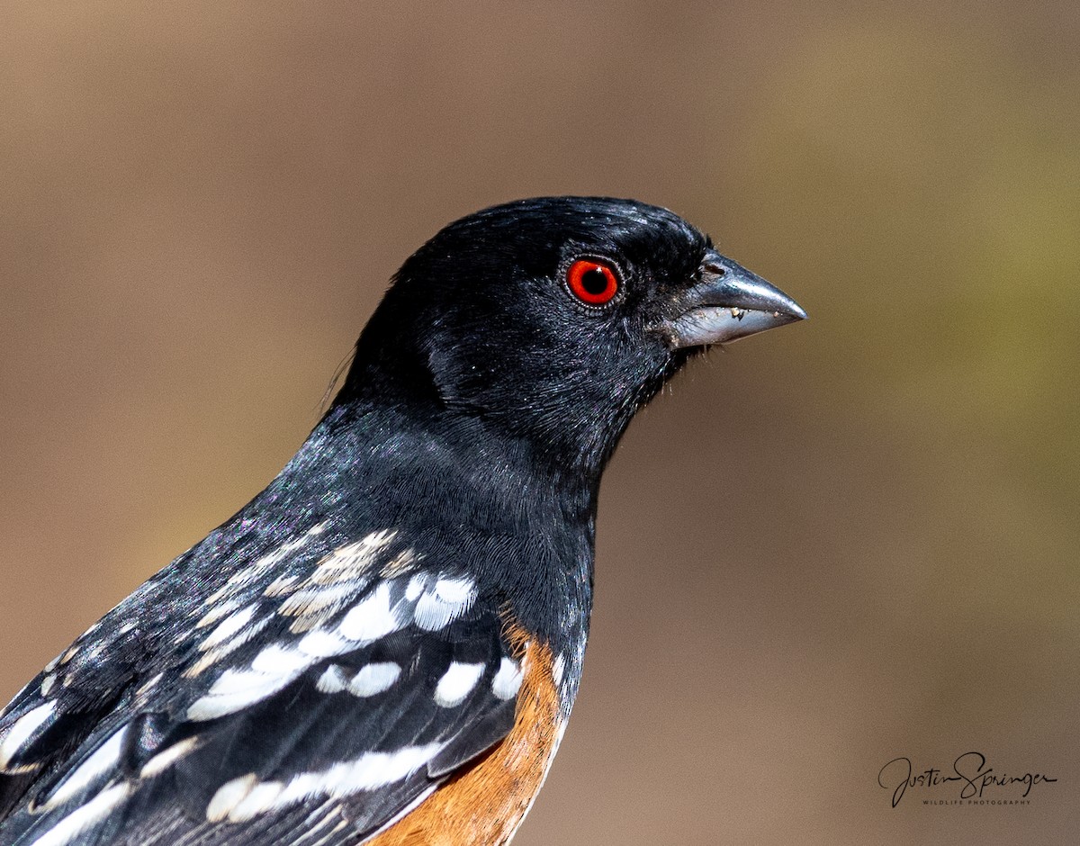 Spotted Towhee - ML271573781