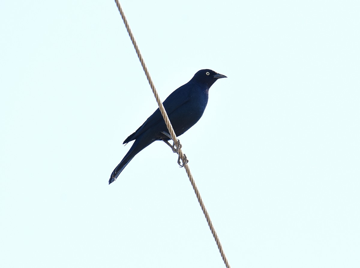 Common Grackle - ML271575111