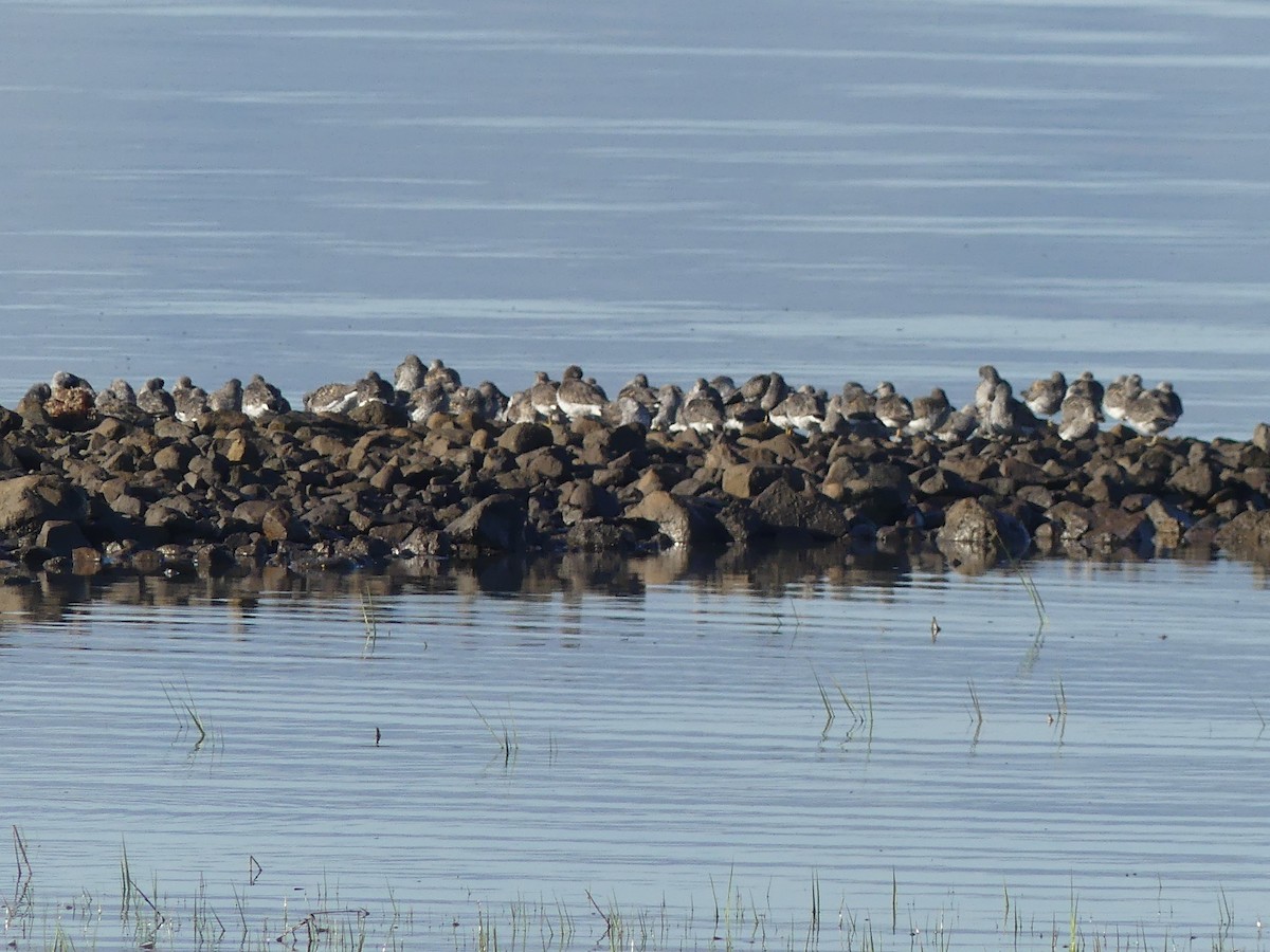 Surfbird - ML27157731