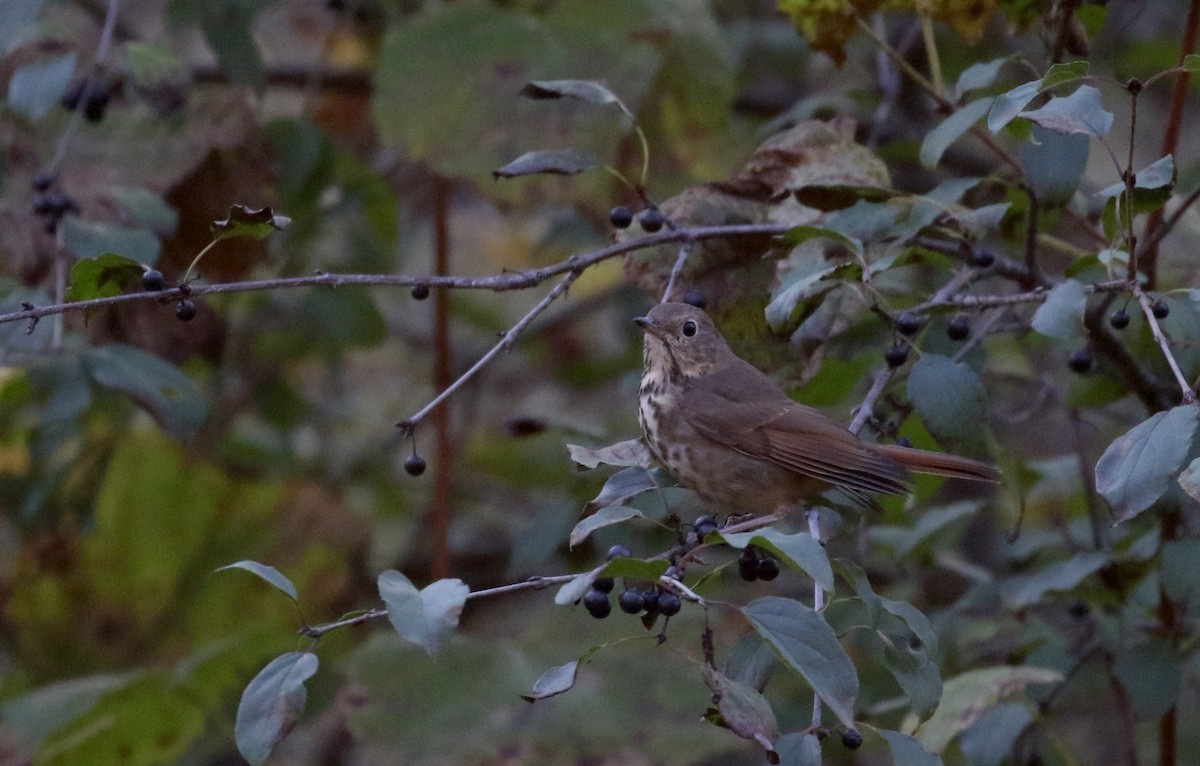 Hermit Thrush (faxoni/crymophilus) - Jay McGowan