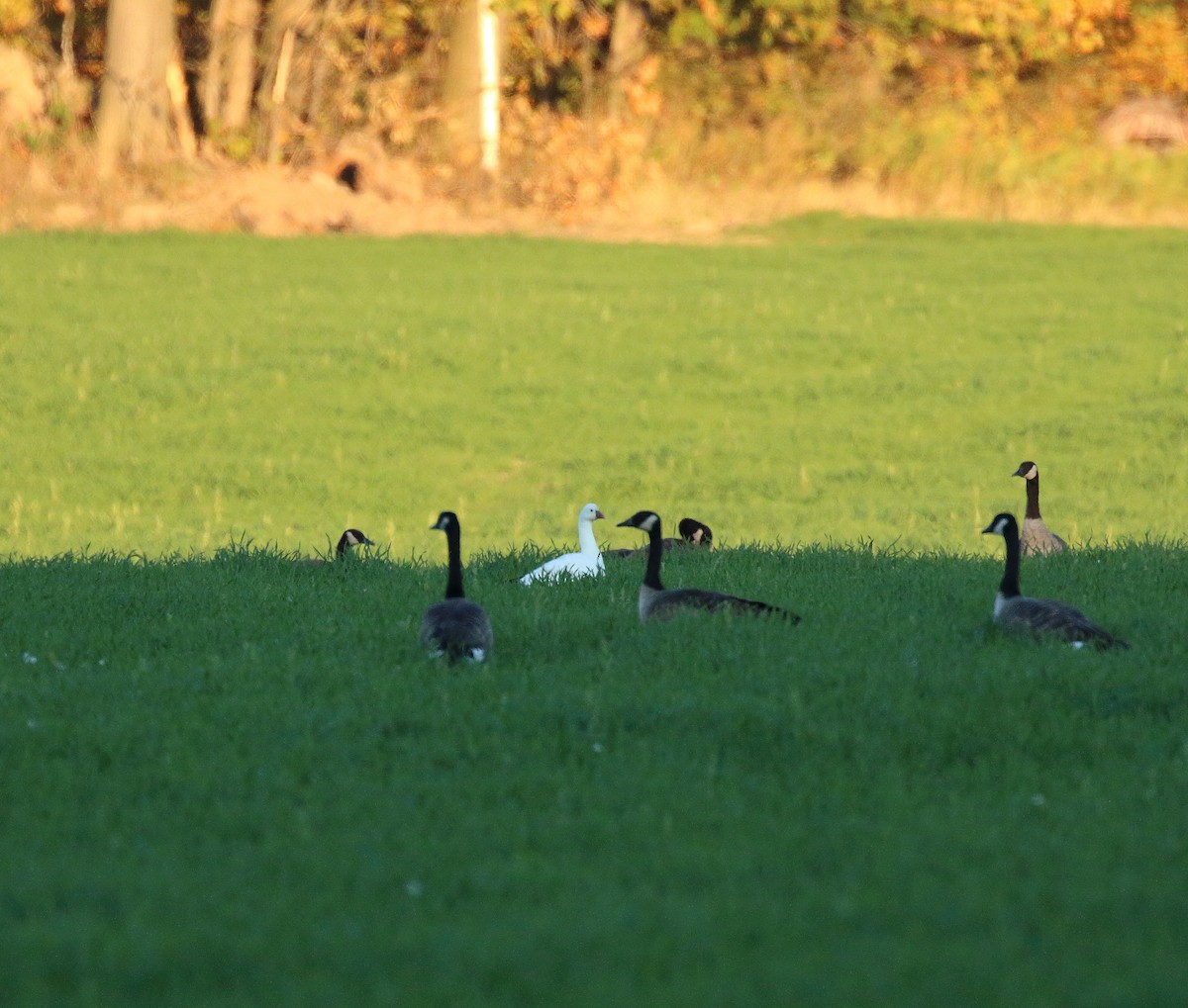 husa bělostná - ML271577501