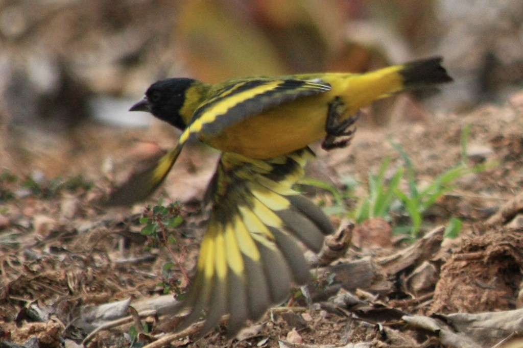 Hooded Siskin - ML271578851