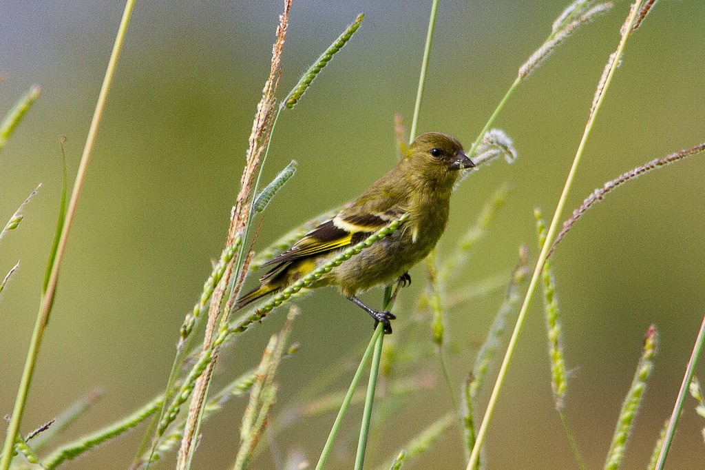 Hooded Siskin - ML271578921