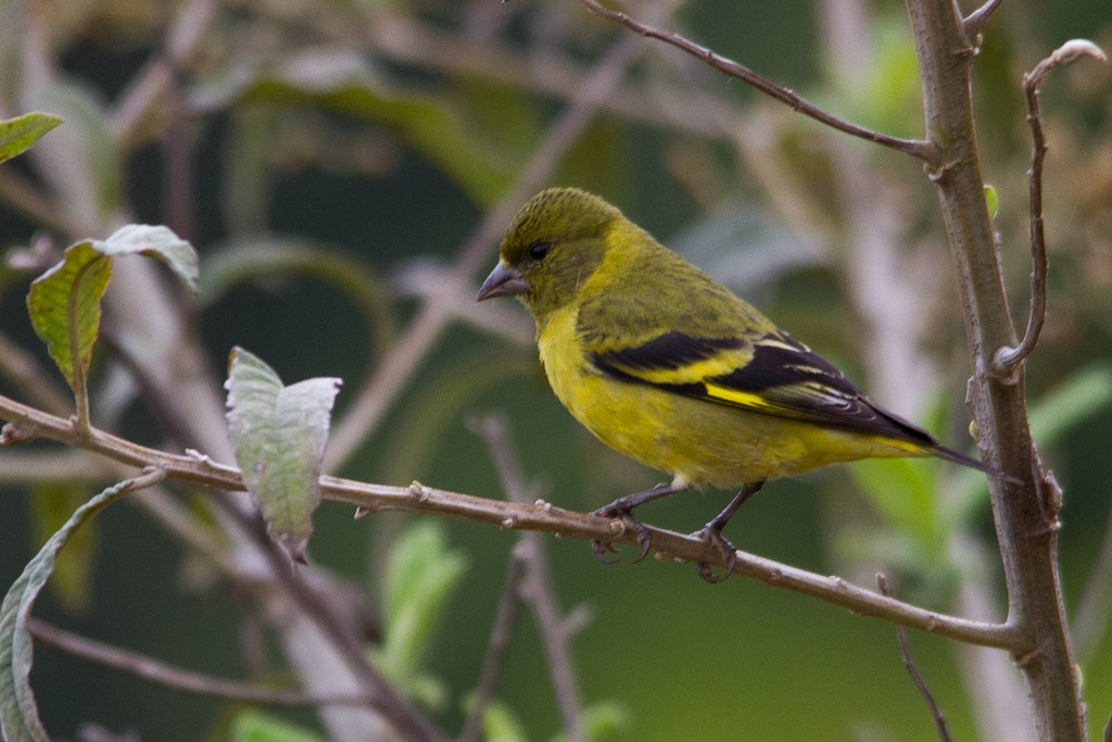 Hooded Siskin - ML271578931