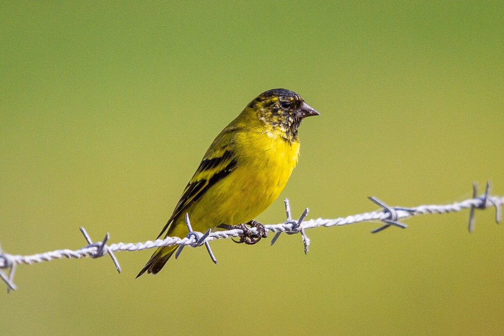 Hooded Siskin - ML271578941