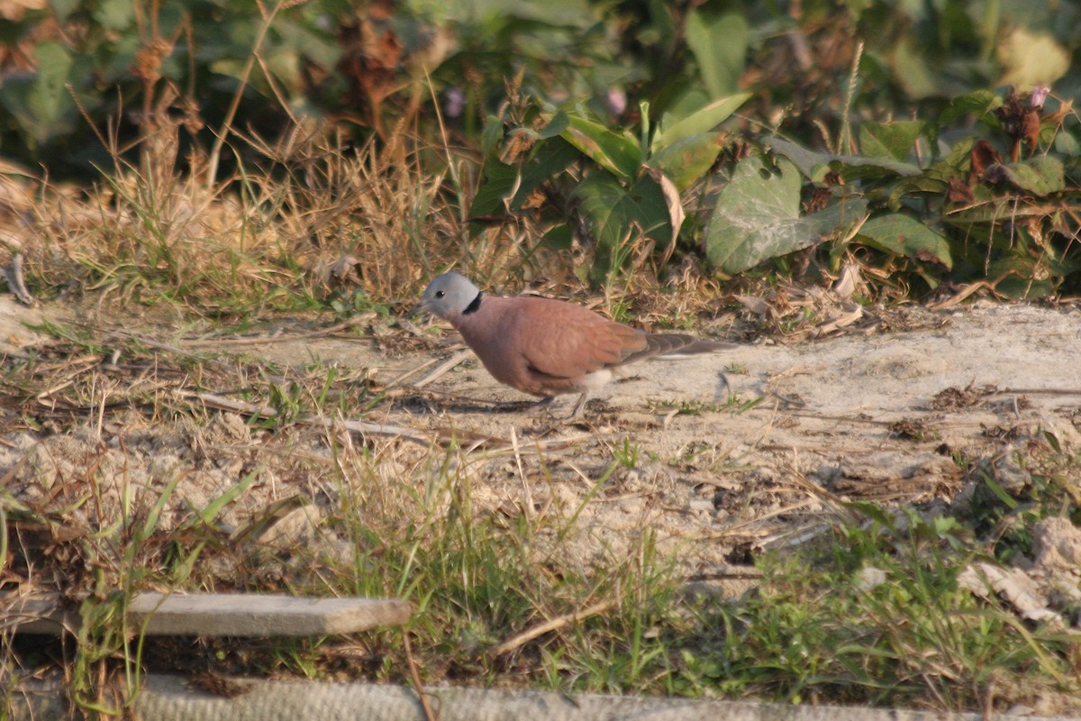 Red Collared-Dove - ML271579911