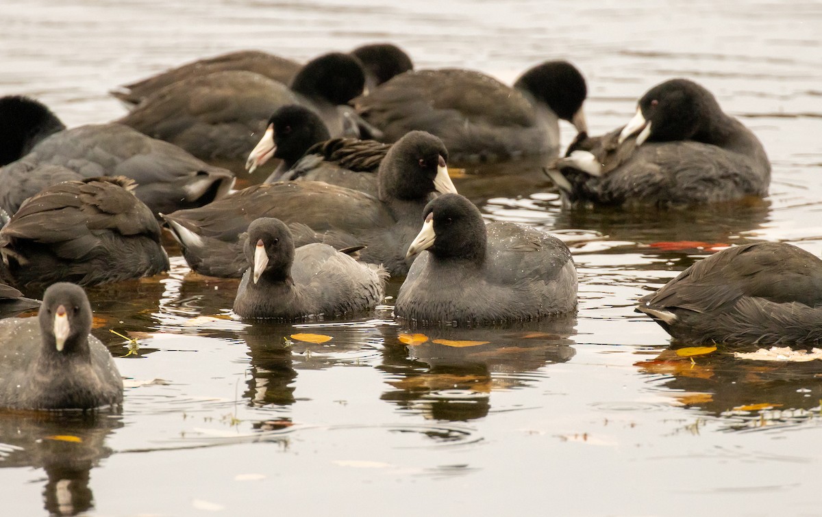 American Coot - Tony DeSantis