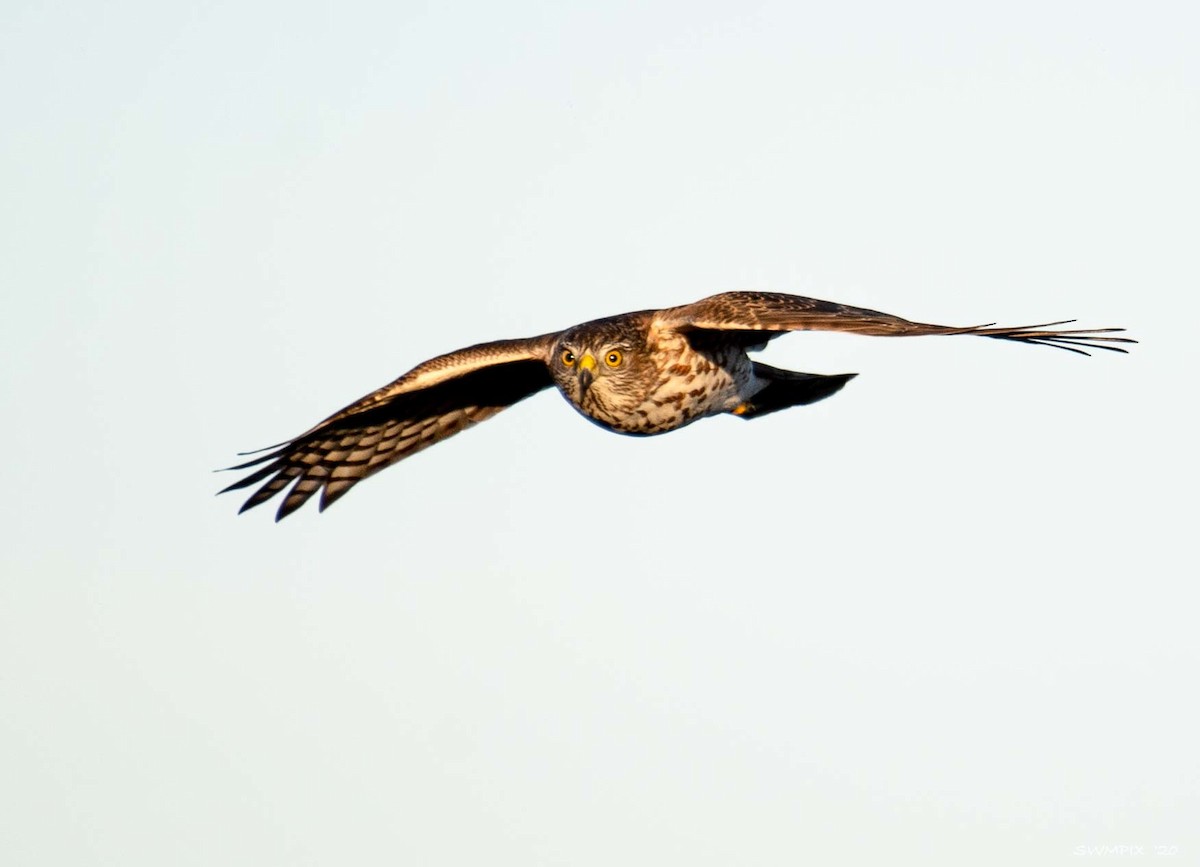 Sharp-shinned Hawk - ML271581831