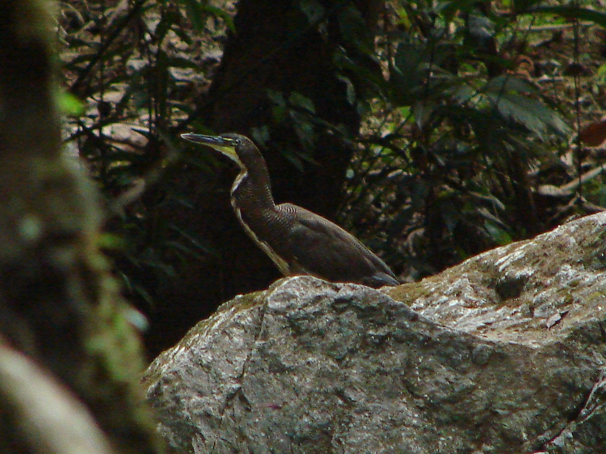 Fasciated Tiger-Heron - ML271582841