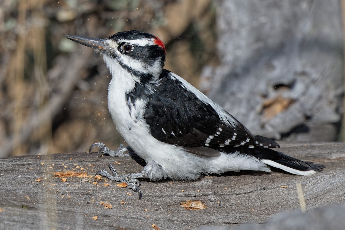 Hairy Woodpecker (Rocky Mts.) - ML271582901