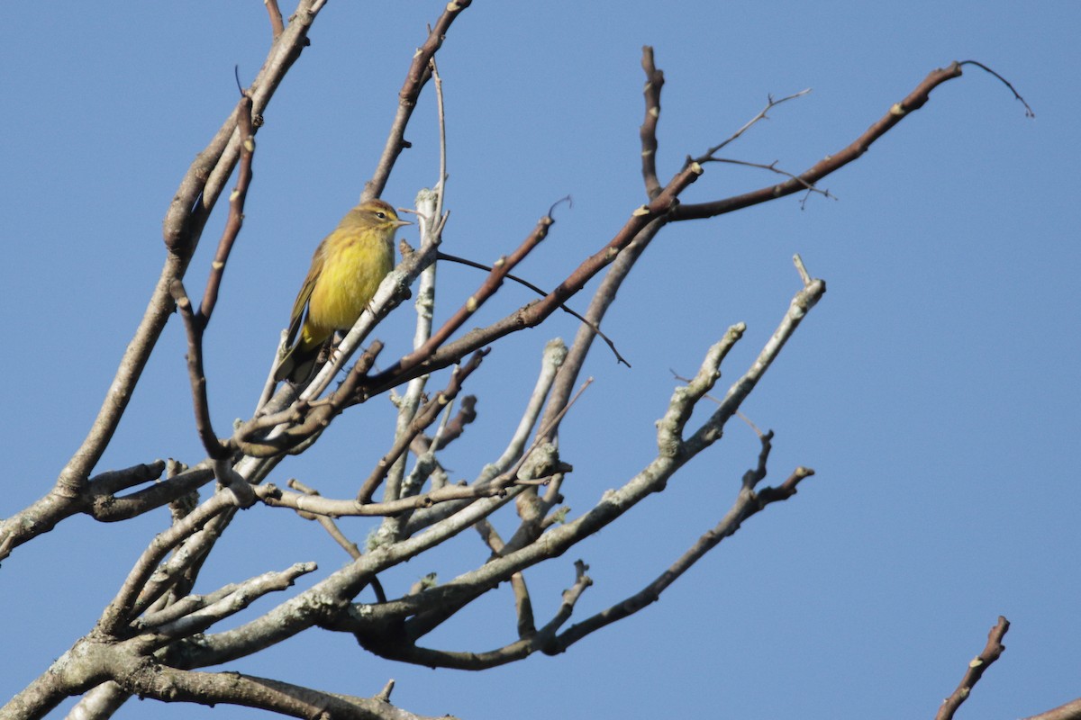 Palm Warbler (Yellow) - ML271585501