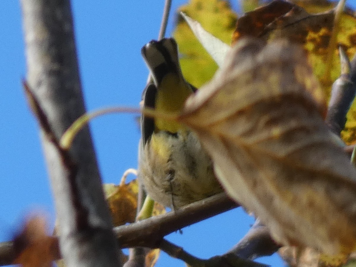 Palm Warbler - Patty Rose