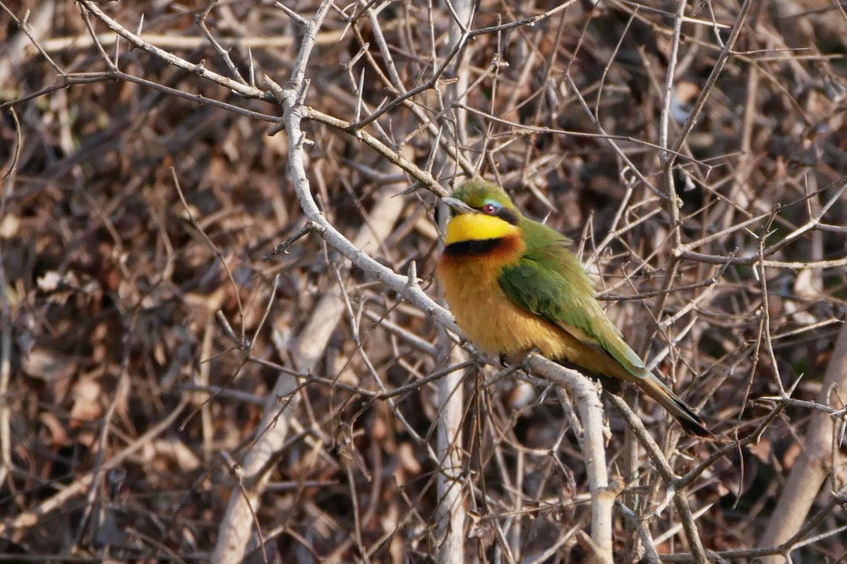Little Bee-eater - ML271586371