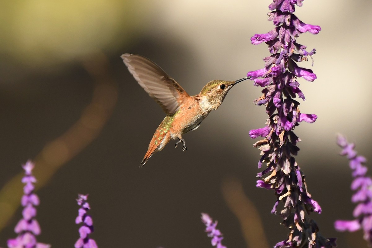 Rufous Hummingbird - Tony Battiste