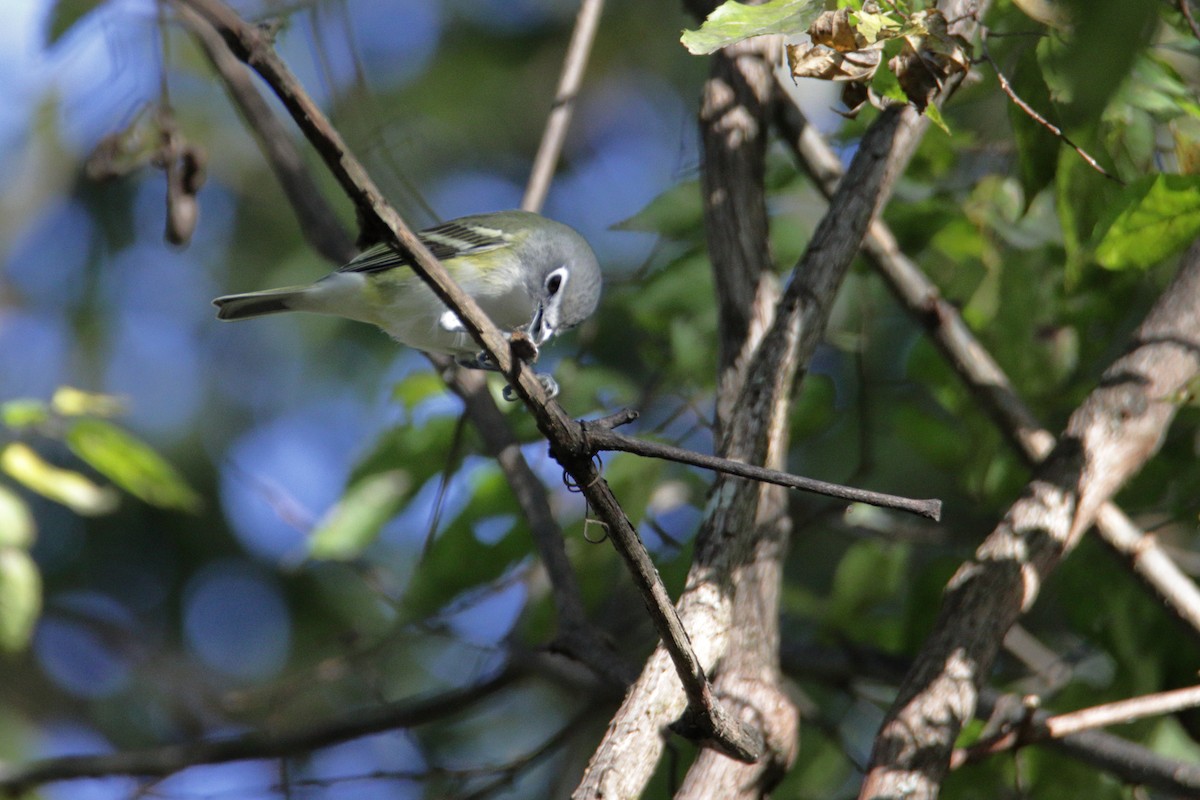 Blue-headed Vireo - ML271586961
