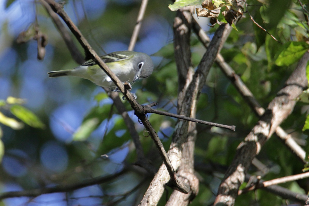 Blue-headed Vireo - ML271587001