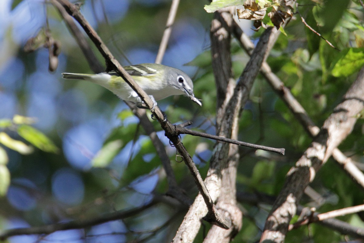 Blue-headed Vireo - ML271587051