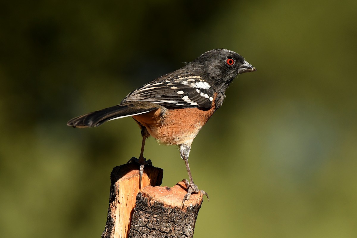 Spotted Towhee - ML271587071