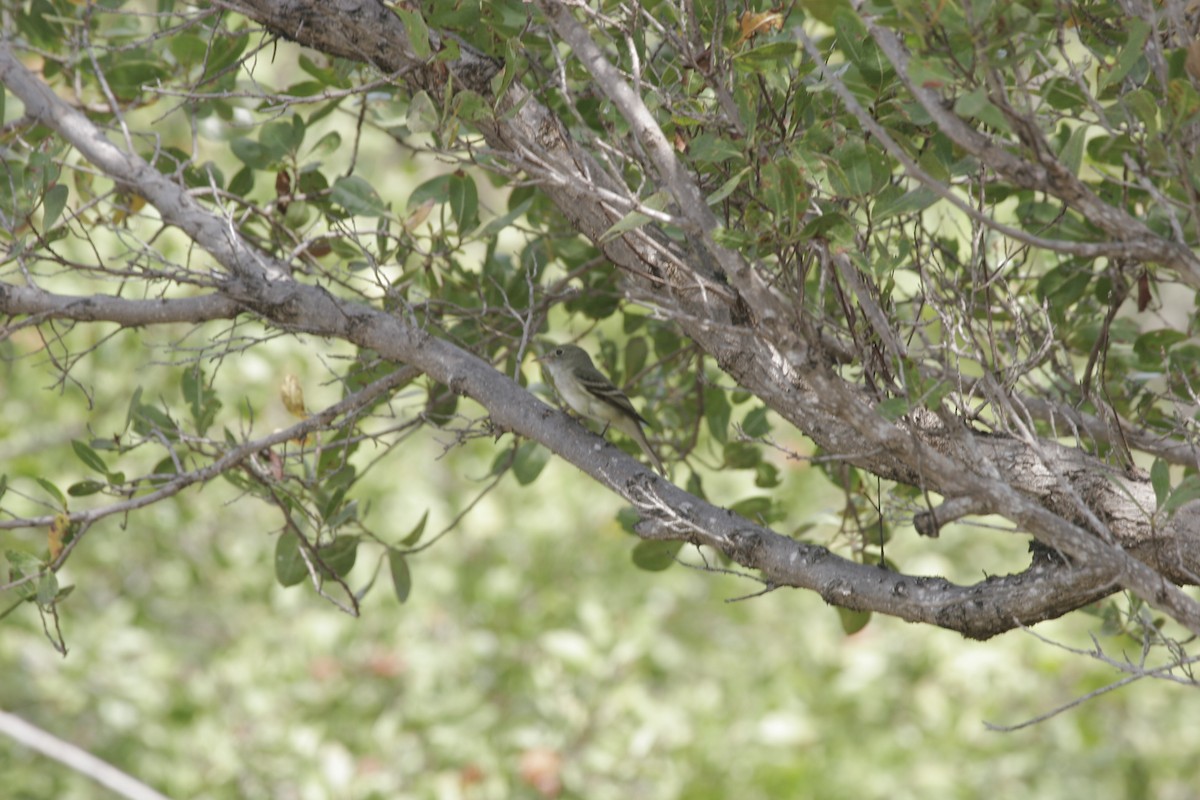 Acadian Flycatcher - ML27158781